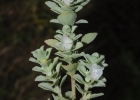 <i>Glechon spathulata</i> Benth. [Lamiaceae]