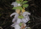 <i>Glechon marifolia</i> Benth. [Lamiaceae]