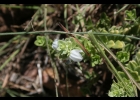 <i>Glechon marifolia</i> Benth. [Lamiaceae]