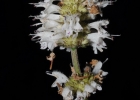 <i>Cunila spicata</i> Benth. [Lamiaceae]
