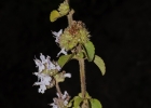 <i>Cunila menthoides</i> Benth. [Lamiaceae]