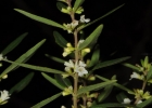 <i>Cunila angustifolia</i> Benth. [Lamiaceae]