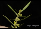 <i>Cunila angustifolia</i> Benth. [Lamiaceae]