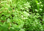 <i>Clinopodium brownei</i> (Sw.) Kuntze [Lamiaceae]