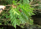 <i>Roupala asplenioides</i> Sleumer [Proteaceae]