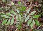 <i>Roupala asplenioides</i> Sleumer [Proteaceae]