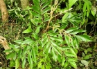 <i>Roupala asplenioides</i> Sleumer [Proteaceae]