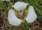 <i>Cypella hauthalii</i> (Kuntze) R.C.Foster [Iridaceae]