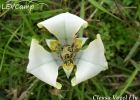 <i>Cypella hauthalii</i> (Kuntze) R.C.Foster [Iridaceae]