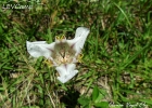 <i>Cypella discolor</i> Ravenna [Iridaceae]