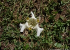 <i>Cypella discolor</i> Ravenna [Iridaceae]