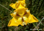 <i>Cypella aquatilis</i> Ravenna [Iridaceae]