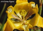 <i>Cypella aquatilis</i> Ravenna [Iridaceae]