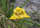 <i>Cypella aquatilis</i> Ravenna [Iridaceae]