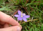 <i>Calydorea campestris</i> (Klatt) Baker [Iridaceae]