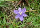 <i>Calydorea campestris</i> (Klatt) Baker [Iridaceae]