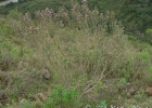 <i>Vernonia nitidula</i> Less. [Asteraceae]