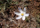 <i>Calydorea alba</i> Roitman & J.A.Castillo [Iridaceae]