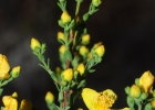 <i>Hypericum salvadorense</i> N.Robson [Hypericaceae]