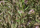 <i>Vernonia nitidula</i> Less. [Asteraceae]