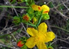 <i>Hypericum polyanthemum</i> Klotzsch ex Reichardt [Hypericaceae]