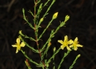 <i>Hypericum pedersenii</i> N.Robson [Hypericaceae]