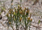 <i>Hypericum gentianoides</i> (L.) Britton et al. [Hypericaceae]