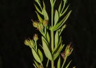 <i>Hypericum carinatum</i> Griseb. [Hypericaceae]