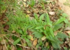 <i>Hypericum brasiliense</i> Choisy [Hypericaceae]