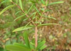 <i>Hypericum brasiliense</i> Choisy [Hypericaceae]