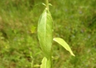 <i>Hydrolea spinosa</i> L. [Hydroleaceae]
