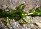 <i>Egeria densa</i> Planch. [Hydrocharitaceae]