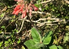 <i>Sinningia polyantha</i> (DC.) Wiehler [Gesneriaceae]