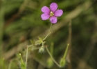 <i>Geranium arachnoideum</i> A.St.-Hil. [Geraniaceae]