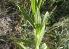 <i>Solidago chilensis</i> Meyen [Asteraceae]