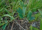 <i>Tephrosia adunca</i> Benth. [Fabaceae]