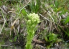<i>Eryngium floribundum</i> Chamess. & Schltdl. [Apiaceae]
