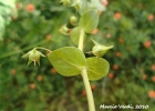 <i>Anagallis arvensis</i> L. [Primulaceae]