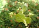 <i>Anagallis arvensis</i> L. [Primulaceae]