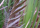 <i>Thelypteris interrupta</i> (Willd.) K.Iwats. [Thelypteridaceae]