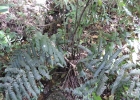 <i>Diplazium lindbergii</i> (Mett.) Christ [Woodsiaceae]