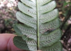 <i>Diplazium lindbergii</i> (Mett.) Christ [Woodsiaceae]