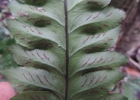 <i>Diplazium riedelianum</i> (Bong. ex Kuhn) C.Chr. [Woodsiaceae]