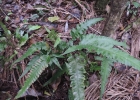 <i>Diplazium riedelianum</i> (Bong. ex Kuhn) C.Chr. [Woodsiaceae]
