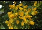 <i>Senna macranthera</i> (DC. ex Collad.) H.S.Irwin & Barneby [Fabaceae]