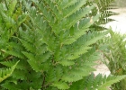 <i>Rumohra adiantiformis</i> (G. Forst.) Ching [Dryopteridaceae]
