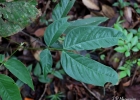 <i>Senna macranthera</i> (DC. ex Collad.) H.S.Irwin & Barneby [Fabaceae]