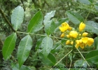 <i>Senna araucarietorum</i> H.S.Irwin & Barneby [Fabaceae]