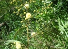 <i>Senegalia magnibracteosa</i> (Burkart) Seigler & Ebinger [Fabaceae]