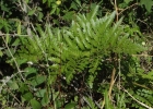 <i>Rumohra adiantiformis</i> (G. Forst.) Ching [Dryopteridaceae]
